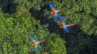 parrots in Amazon Rainforest
