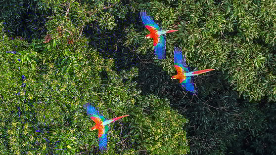 parrots in Amazon Rainforest