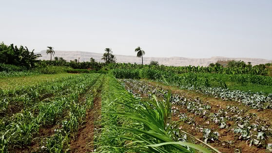 Picture of an agricultural field in Sudan, Africa