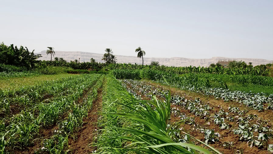 Picture of an agricultural field in Sudan, Africa